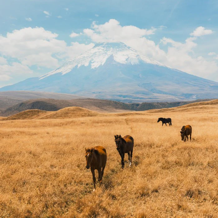 Horses of Cotopaxi
