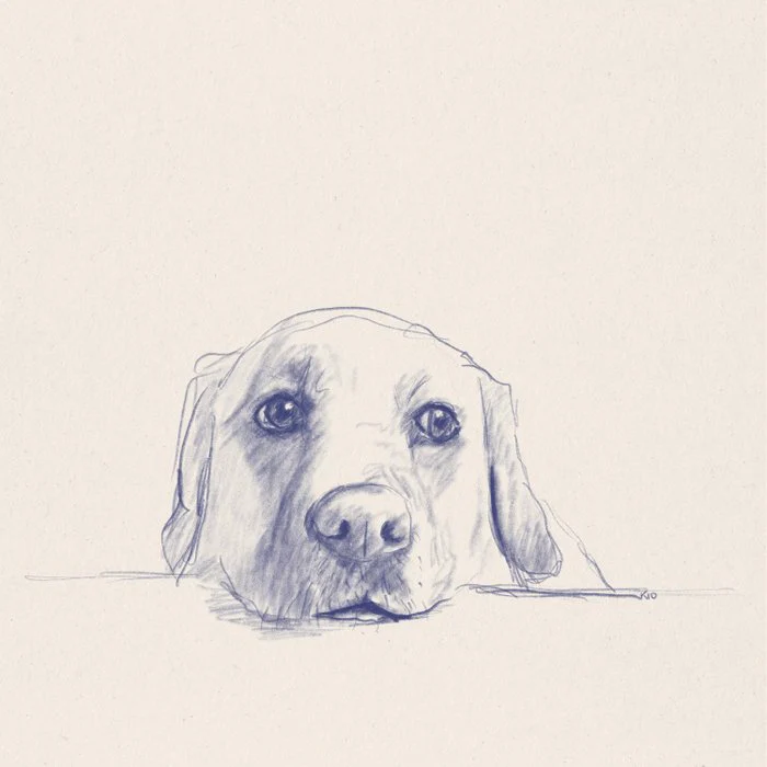 Gus the labrador retriever