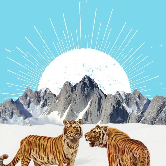 Tigers in the Snow