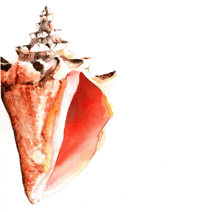 Coastal Sea Shell Conch Watercolor Painting