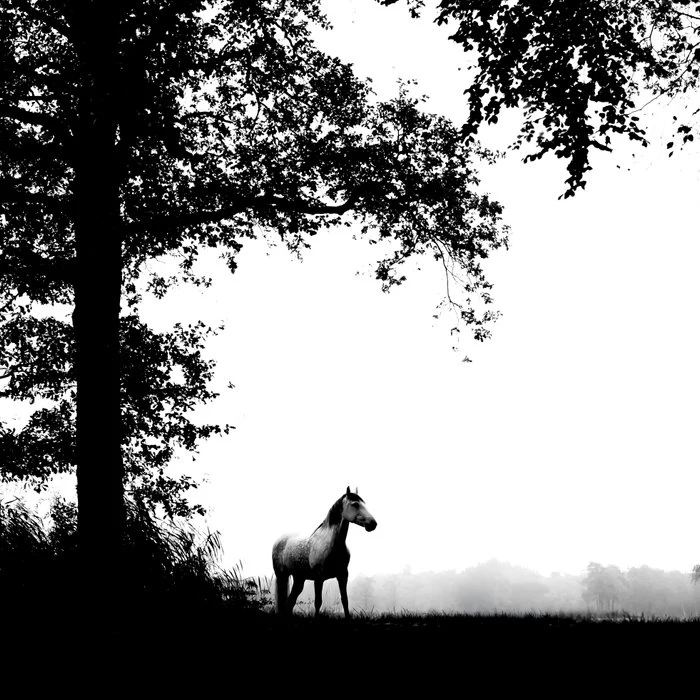 Equine silhouette under a tree - black and white horse photography