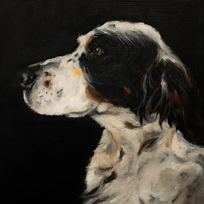 Springer Spaniel Profile