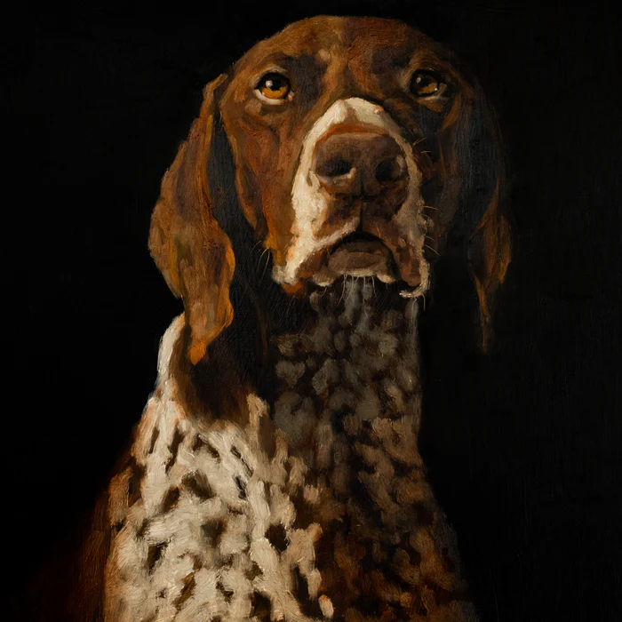 German Shorthaired Pointer Portrait