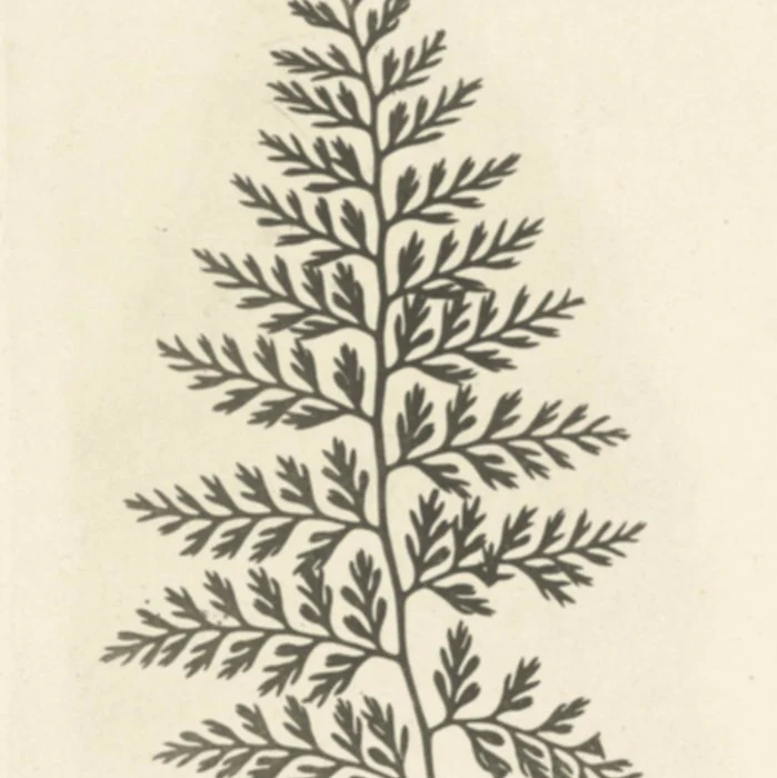 Naturalist Fern