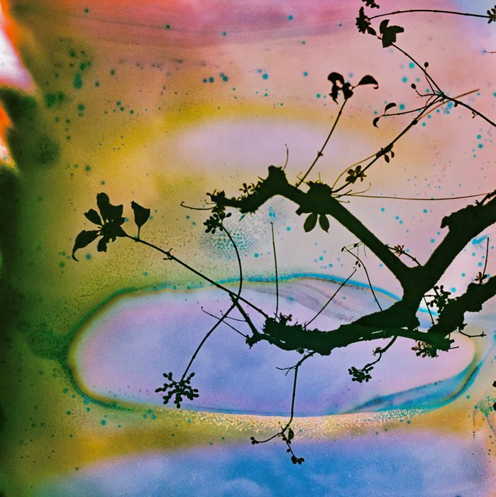 Branches In A Painted Sky