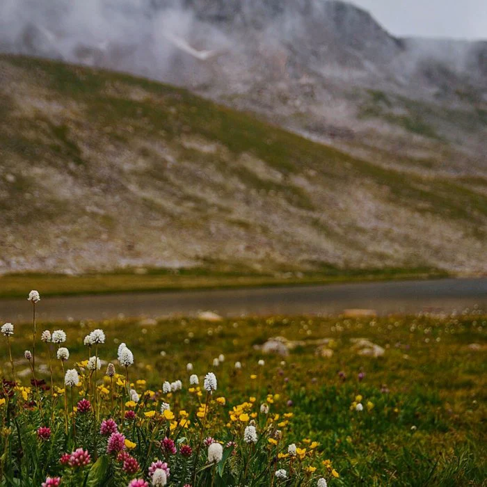 Moody Mount Evans Wildflowers