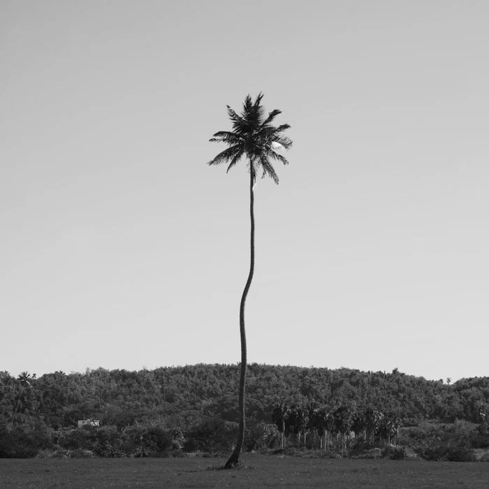 Aguadilla Palm Tree in Black and White