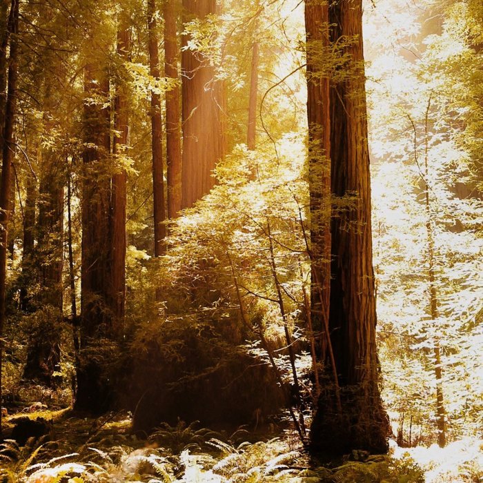 Sunlight Through the Redwoods