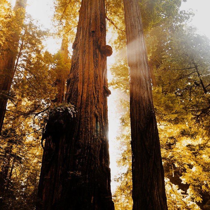 Redwood Forest Sunbeams