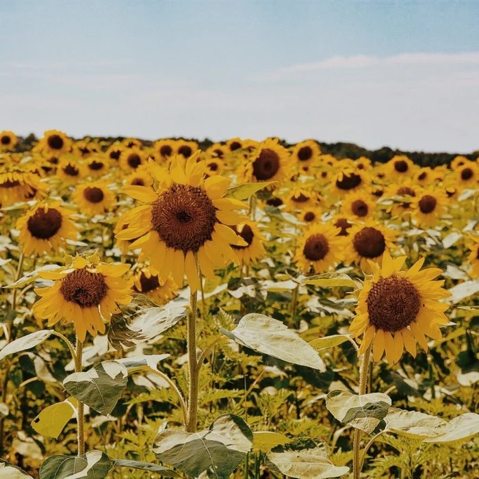 Maryland Sunflower Field II