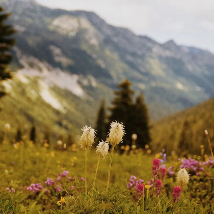 Mount Rainier Wildflowers II