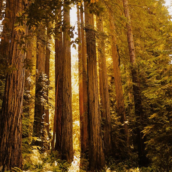 California Redwood Forest