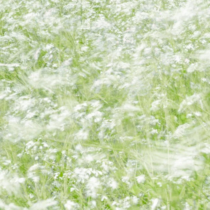 Hazy wild radish flowers in white and green  Summer nature and travel photography