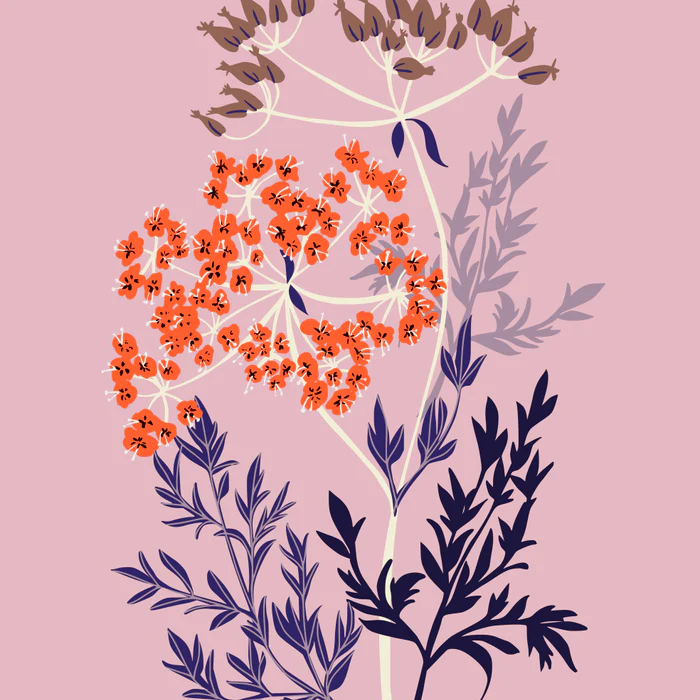 Sunset orange Queen Anne s lace