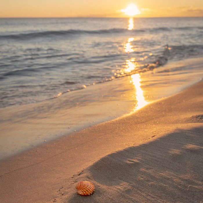 Golden Sunset Shell on the Beach