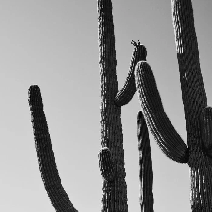 Saguaros in Black-and-White