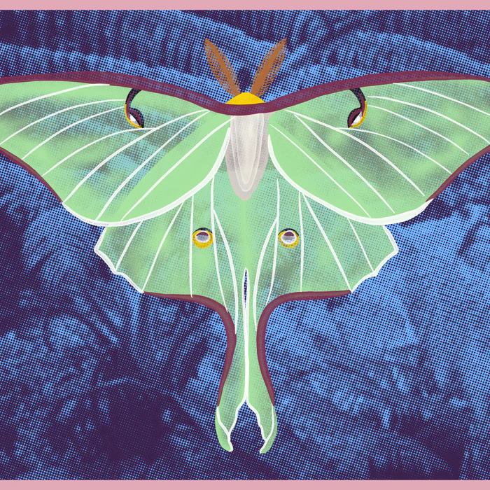 Eclectic Luna Moth