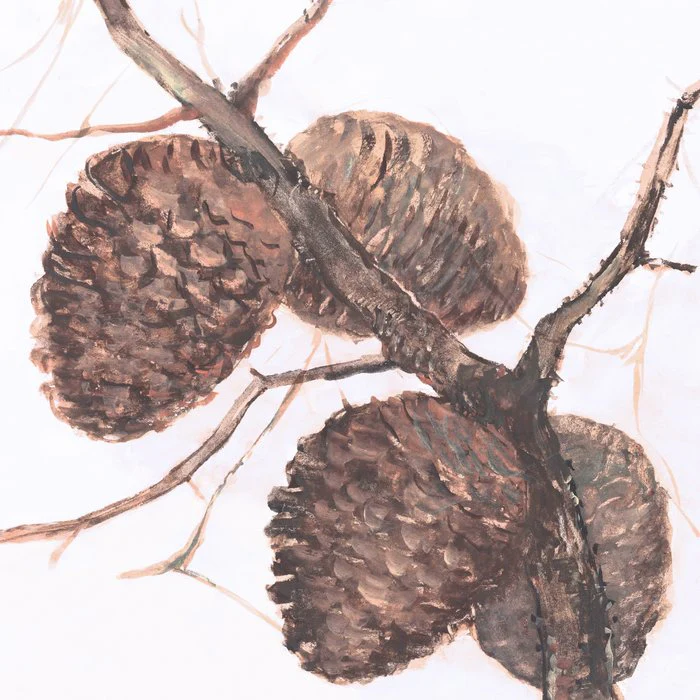 Fir cones on a branch  - tribute to Sientje van Houten